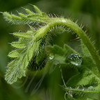 Feuille du Coquelicot