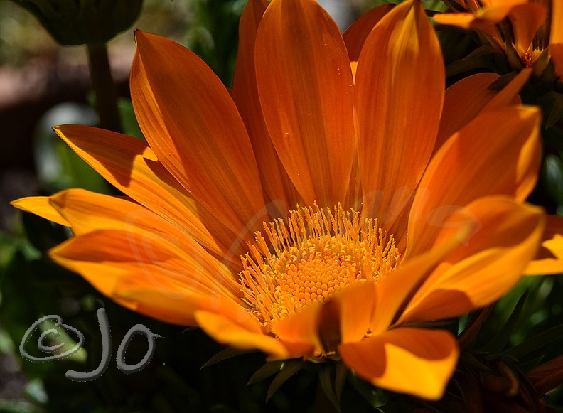 Gazania orange