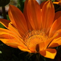 Gazania orange