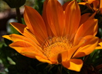 Gazania orange