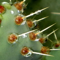 Cactus pleureur
