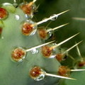 Cactus-pleureur-C.jpg