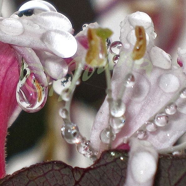 Collier de perles