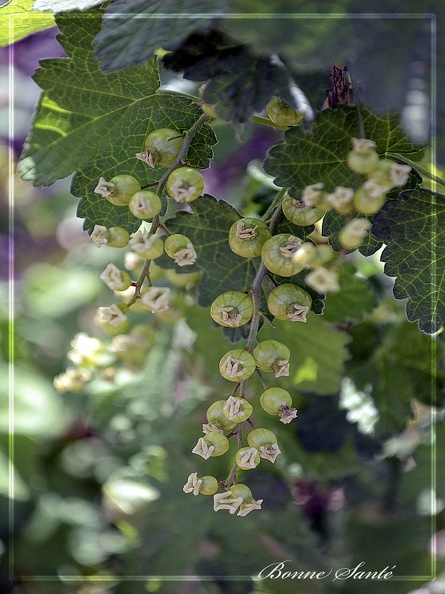 Jardin 619 Bonne santé.jpg