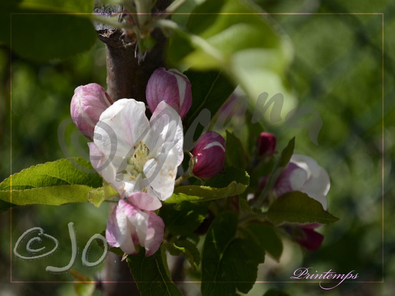 Jardin-587-Printemps.jpg