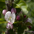 Jardin-587-Printemps.jpg