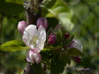 Le Printemps