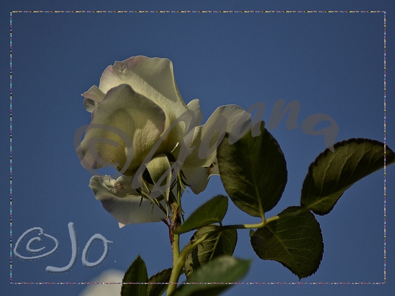 moi-016-Rose-blanche.jpg