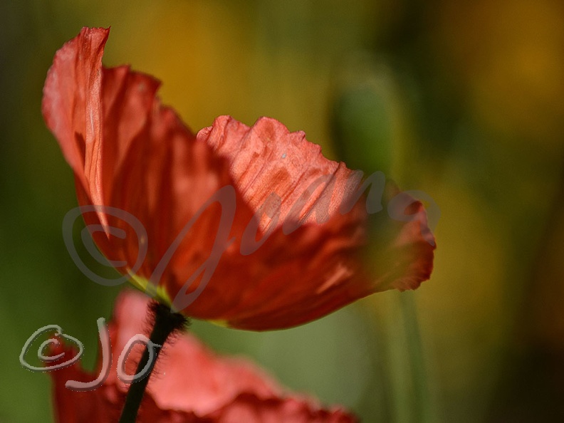 Coquelicot