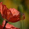 Coquelicot