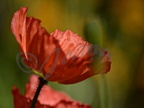 Coquelicot