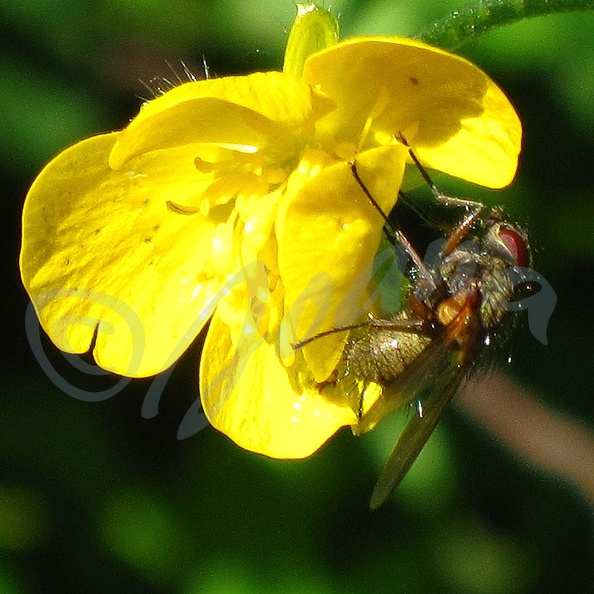 Abeille-noire