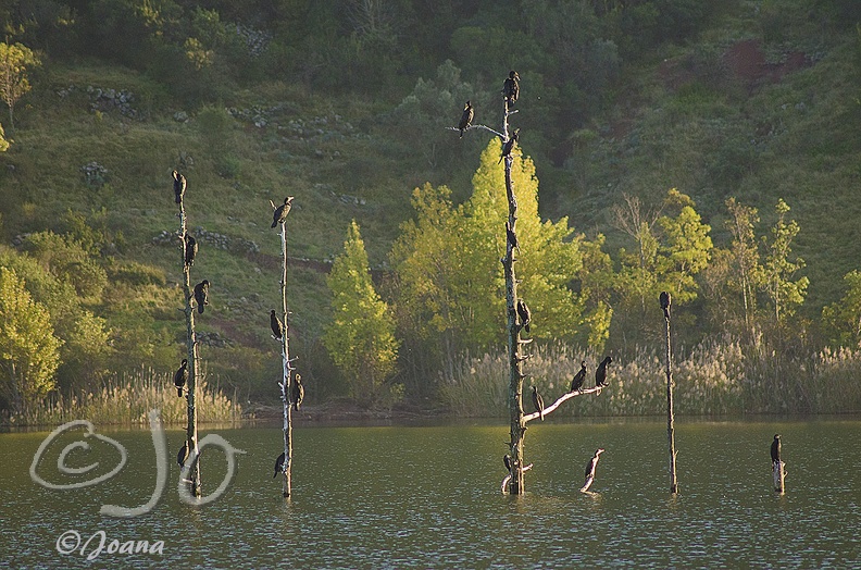 Les-cormorans.jpg