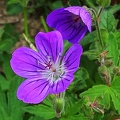 Géranium des Alpes