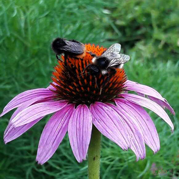 Aster des Alpes